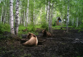 Медведи. численность