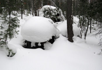 180328-00-snow-forest