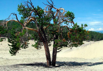 180618-3-00-pinus-sylvestris