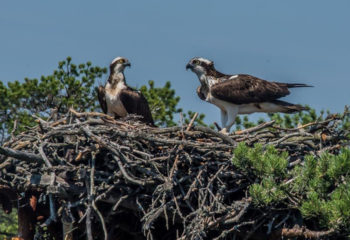 180718-1-00-pandion-haliaetus-080
