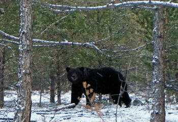 190403-1-00-bear