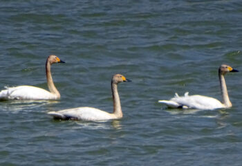 190412-3-00-swan