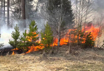 190430-1-00-forest-fire