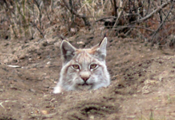 190520-2-00-lynx