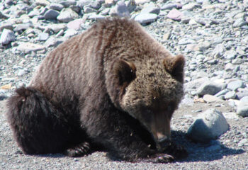 190531-1-00-bear-shaburov