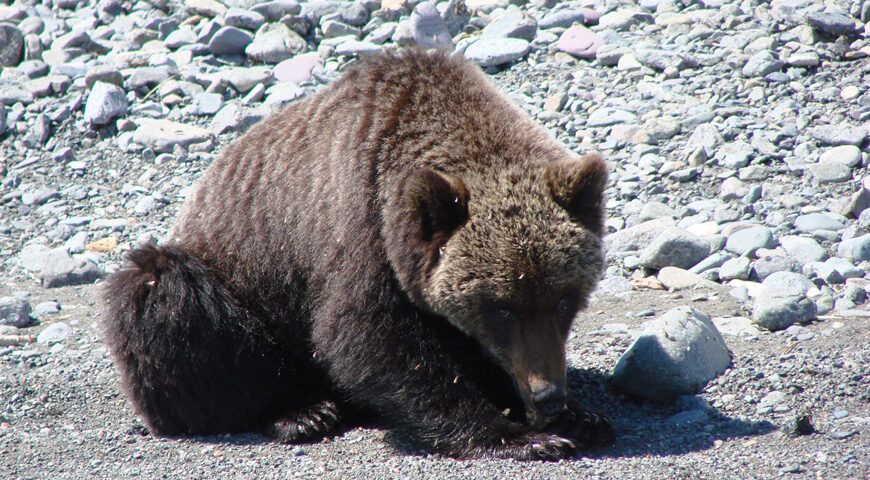 190531-1-00-bear-shaburov