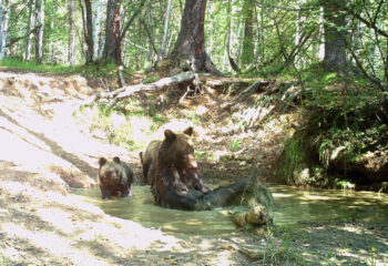 190606-1-00-bears-in-spa-saloon