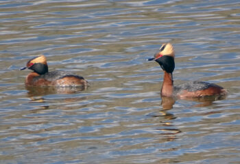 190610-3-00-podiceps-auritus