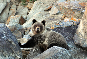 200409-1-00-bear