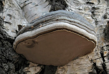 200415-1-00-fomes-fomentarius