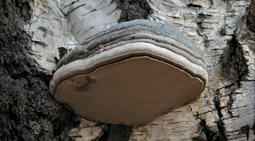 200415-1-00-fomes-fomentarius