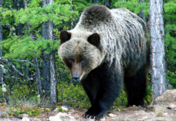 200521-1-00-watch-out-for-bears