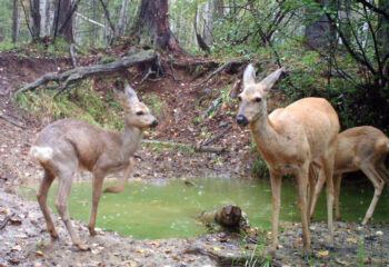 200604-2-00-capreolus-pygargus