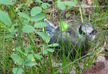 200609-2-00-fledgling-season