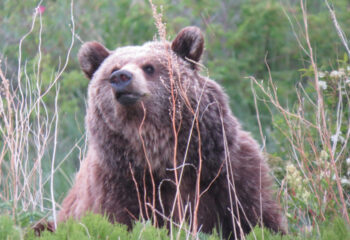 200625-1-00-bear-restaurante