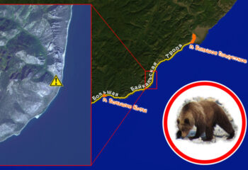 200801-1-00-dangerous-bear