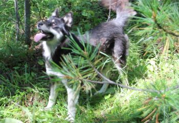 200825-12-00-pretty-dog
