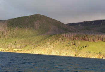 200925-1-00-forest-remediation