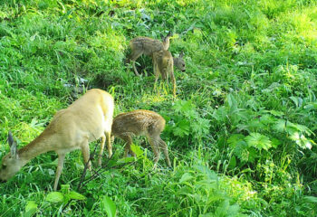 201008-2-00-roe-deer-with-cubs