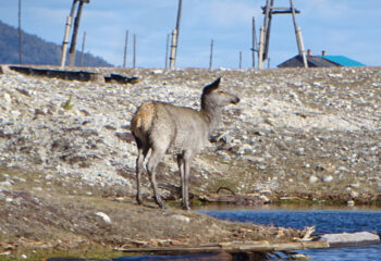 201021-1-00-rescued-fawn