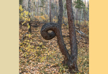 201208-1-00-larches-01