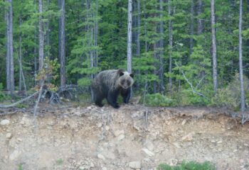 21-08-04-bear