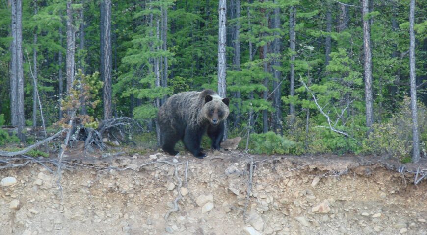21-08-04-bear