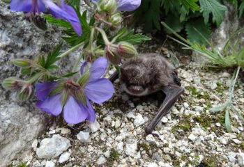 21-09-20-bat