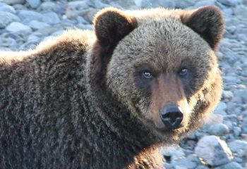 21-10-05-bear