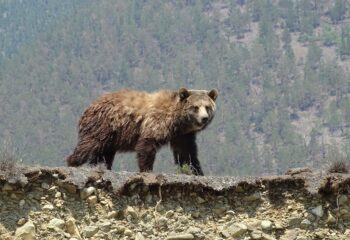 22-04-04-bear