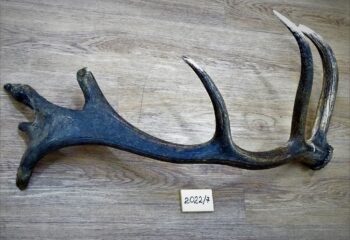 22-04-22-roga-3
