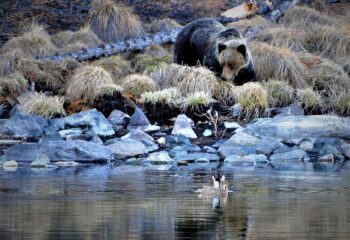 22-04-29-bear