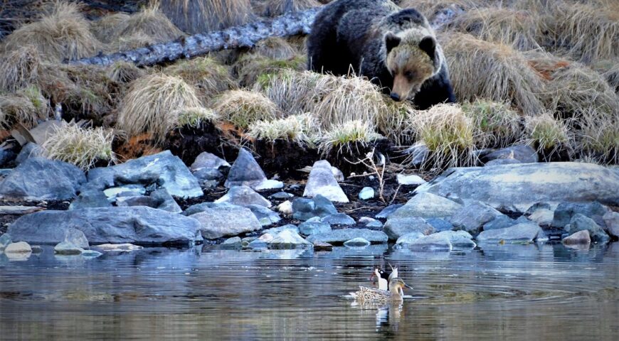 22-04-29-bear