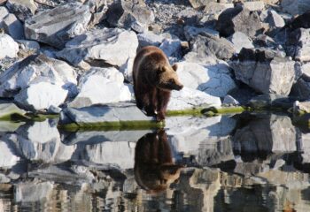 22-05-31-bear
