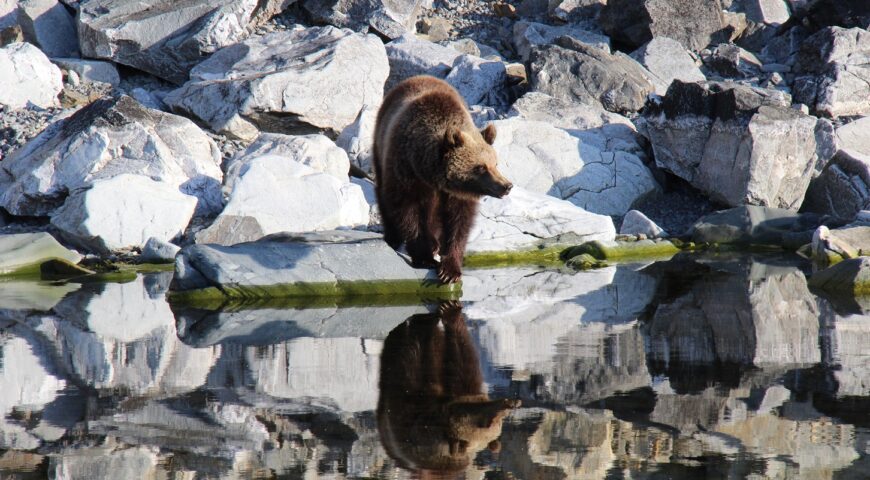 22-05-31-bear