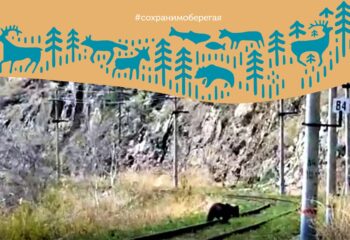 22-06-16-bear