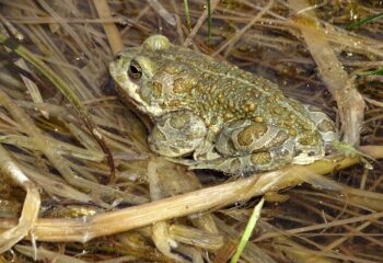 22-06-03-toad-5