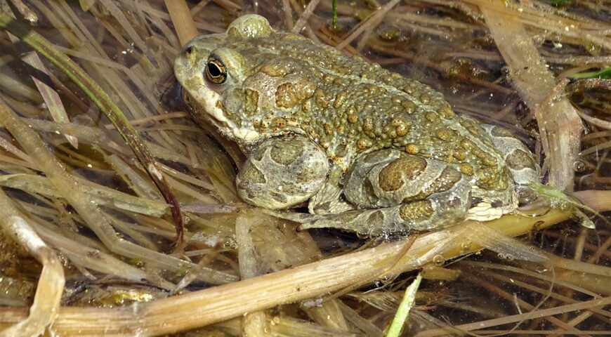 22-06-03-toad-5