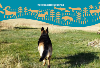 22-06-15-dog