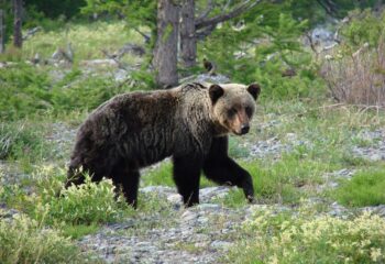 22-06-18-bbt-bear