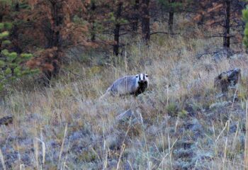 22-08-09-badger