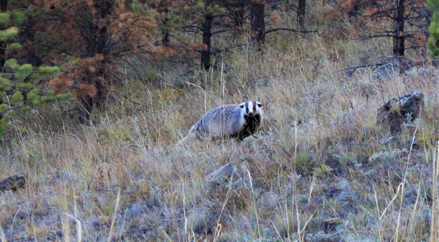 22-08-09-badger