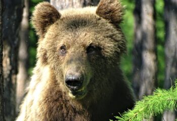 22-08-15-bear