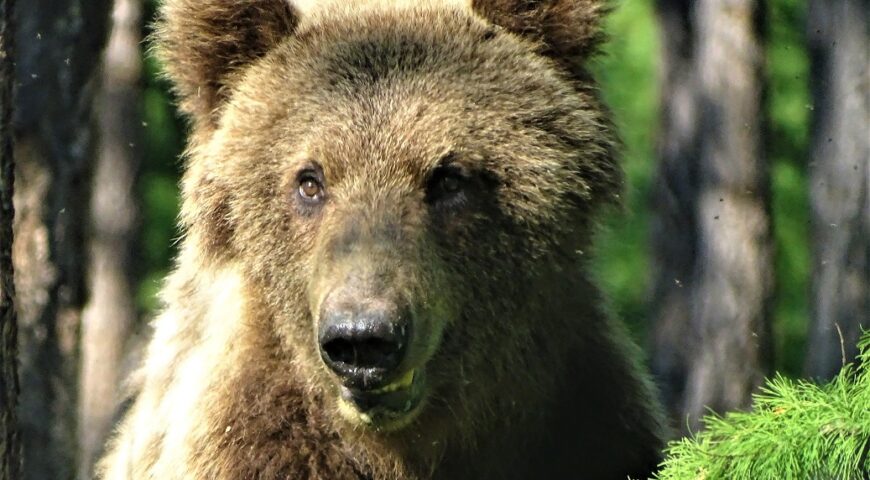 22-08-15-bear