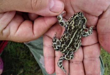 22-08-16-toad