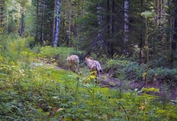 22-08-18-wolf