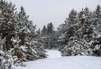 22-12-05-fir