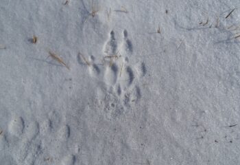 23-01-17-tracks
