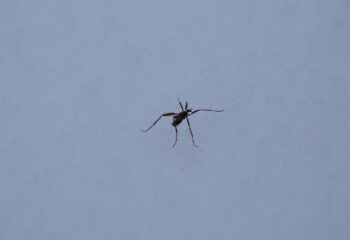 23-02-09-mosquitoes