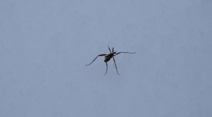 23-02-09-mosquitoes